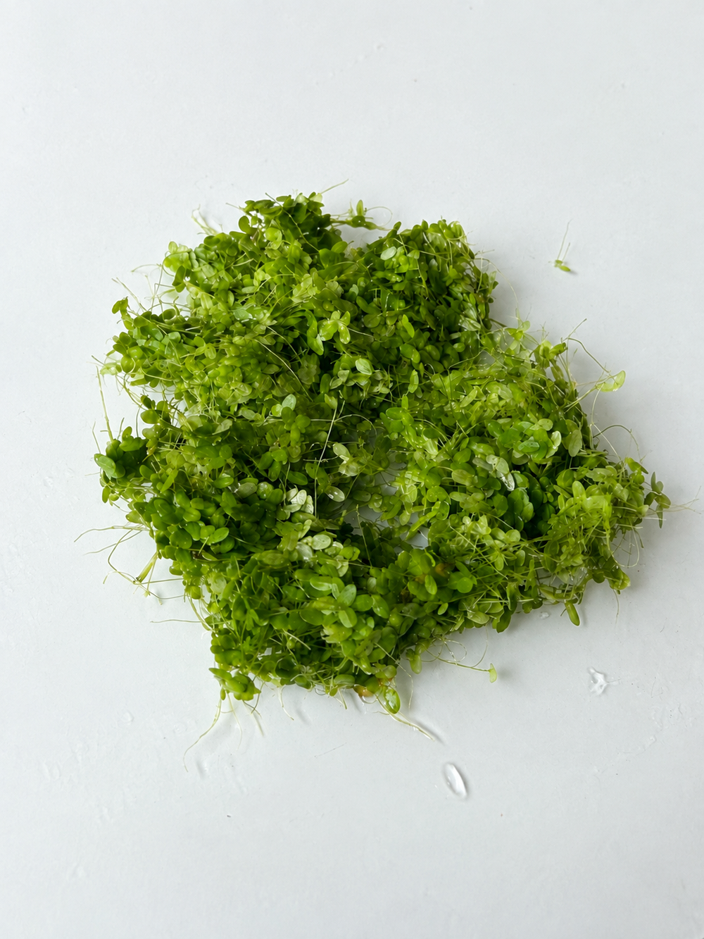 15g of premium duckweed