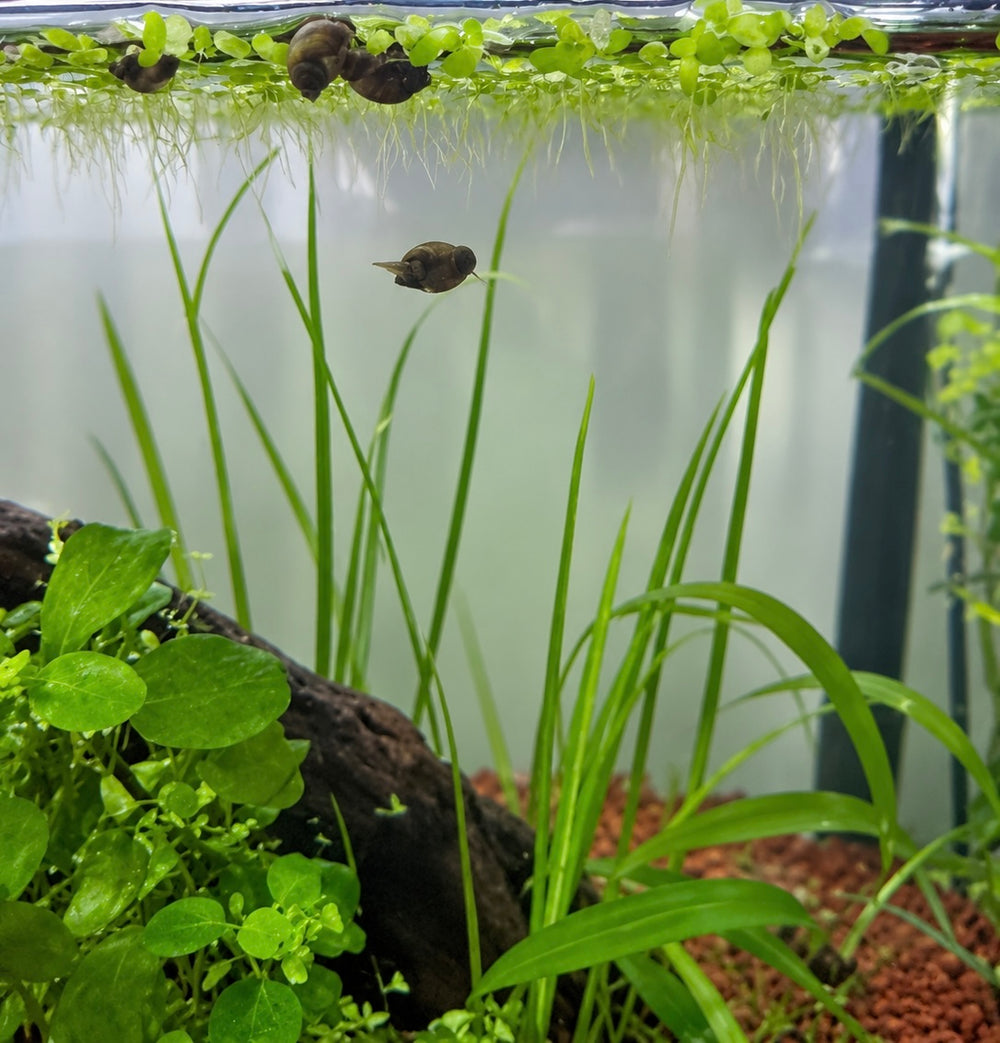 Common freshwater snail